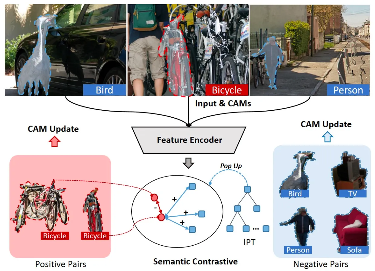 论文动机:充分利用单标注,从数据集中提取各个类别的显著样本,在正负对比中发掘类别的相关性。